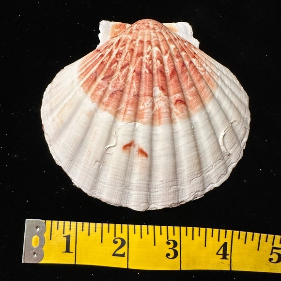 Hand crafted decopauged scallop shell. Block Island nautical chart. Jewelry dish - Picture 5 of 5